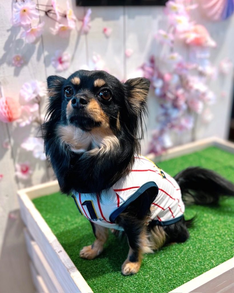 ベースボールノースリーブ☆